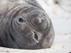 Weaned pup. Southern elephant seal on a beach on Sea Lion Island. Falkland Islands. Art Print